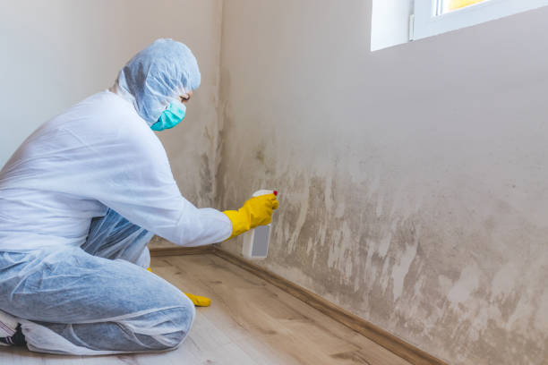 Best Asbestos and Lead Testing During Mold Inspection  in Sylva, NC
